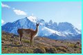 Wildlife in Patagonia: 20 Amazing Species